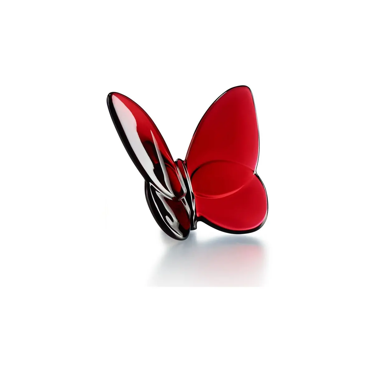 Papillon Lucky Butterfly 1